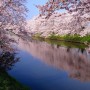 hanami (cherry blossom viewing)