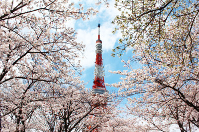 東京タワー桜画像