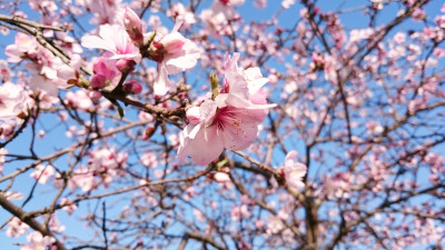 Cherry Blossom in Japan