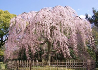 枝垂桜