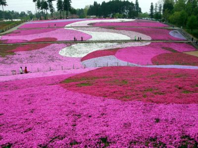 芝桜