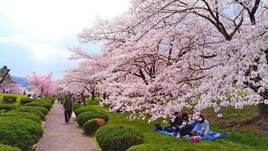 خطط لزيارة اليابان في الربيع! أوقات تفتح أزهار الكرز المتوقعة ...